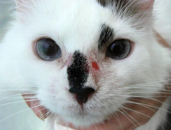 Adversario Tarjeta postal Mínimo Demodicosis felina localizada asociada al tratamiento para asma felino |  PortalVeterinaria