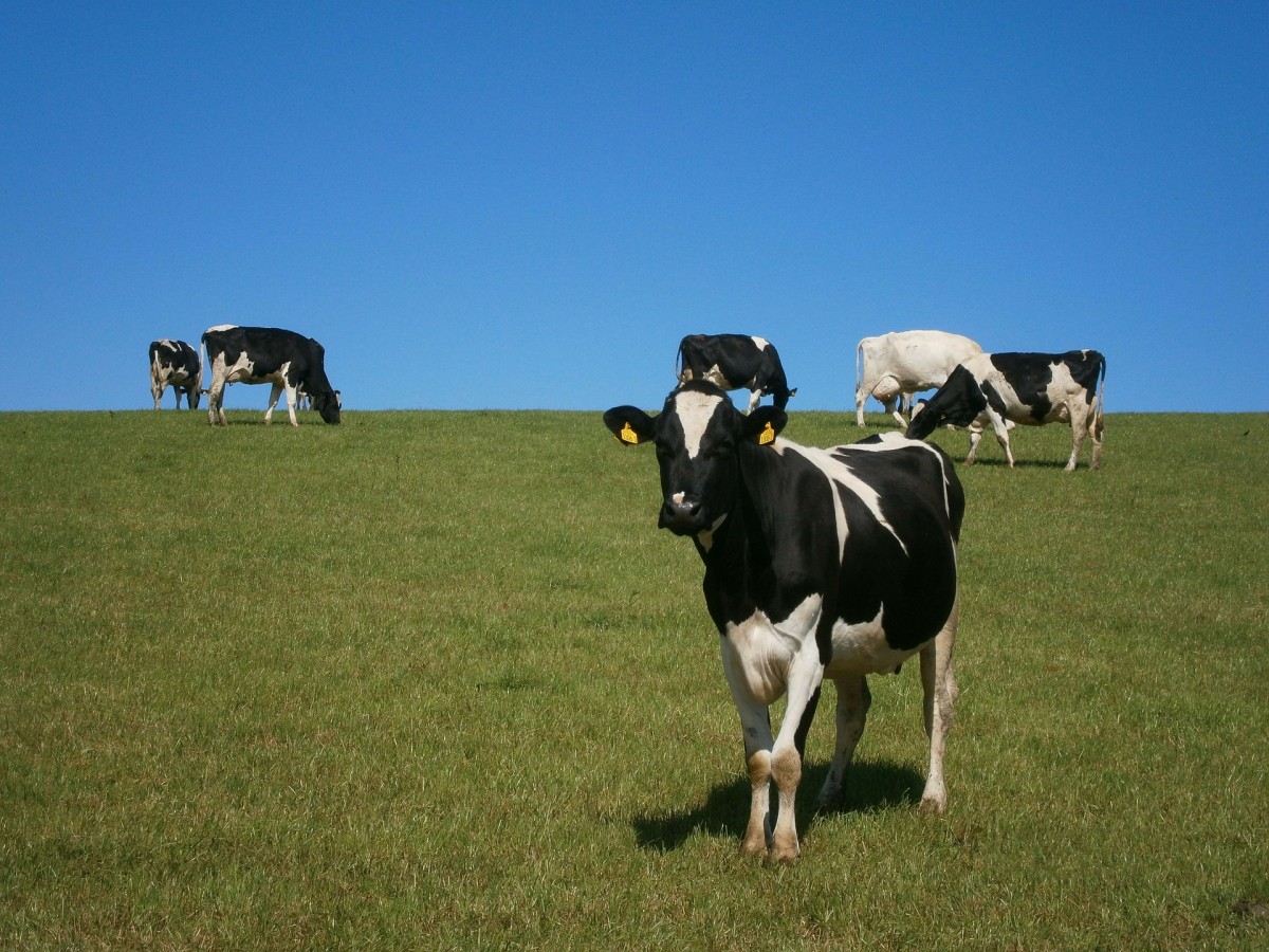 Reducir la producción de metano entérico y mejorar la eficiencia de conversión del pienso son factores de la máxima importancia en el ganado lechero.