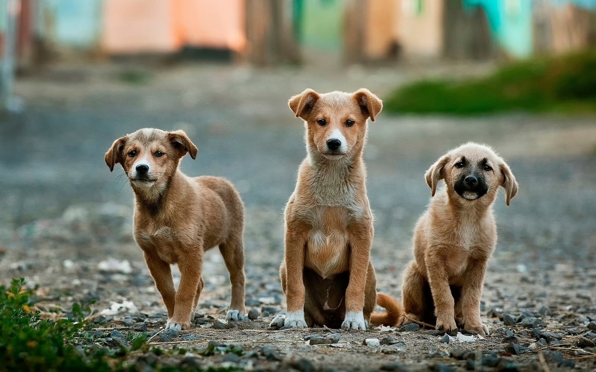 El factor estimulante de colonias granulocíticas recombinante canino mejora la supervivencia en con parvovirosis | PortalVeterinaria