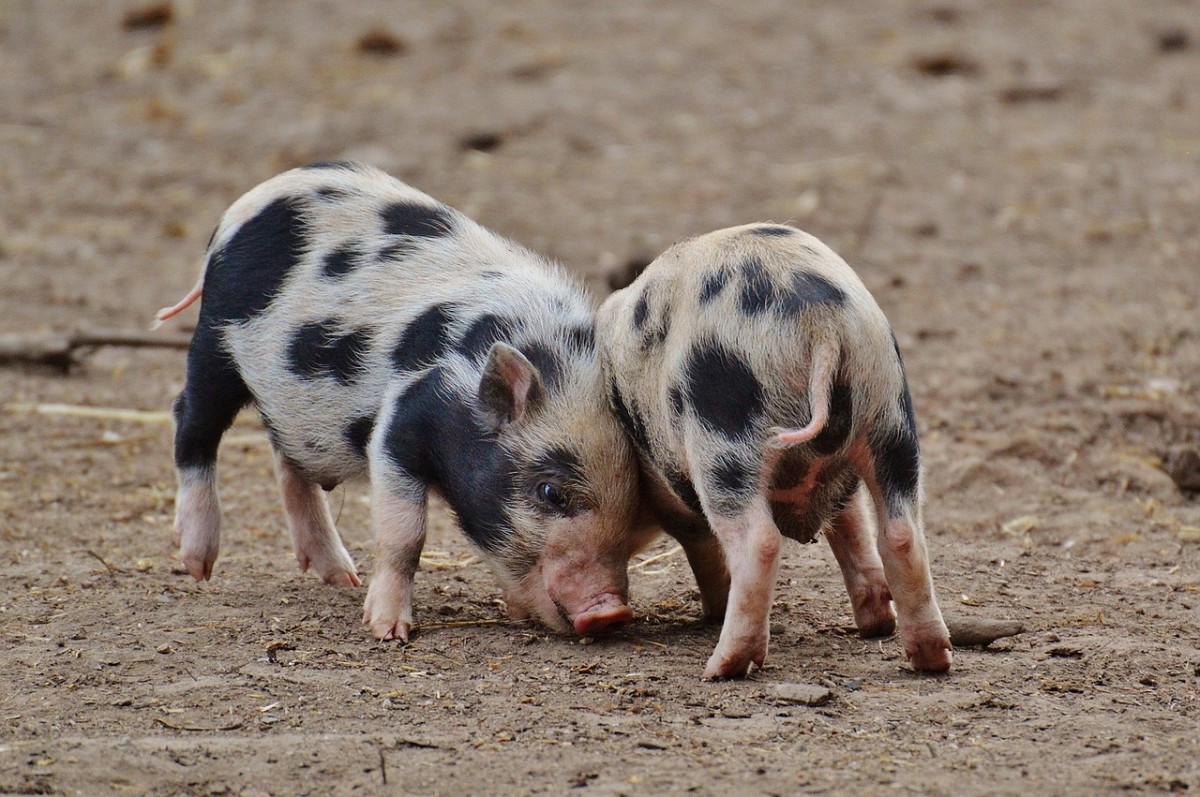 Curiosidades del comportamiento social en cerdos | PortalVeterinaria