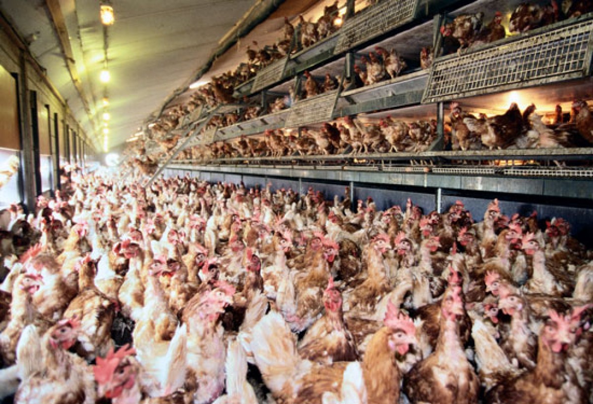 La producción de huevos libres de jaulas, implica nuevos retos de producción y bienestar animal.