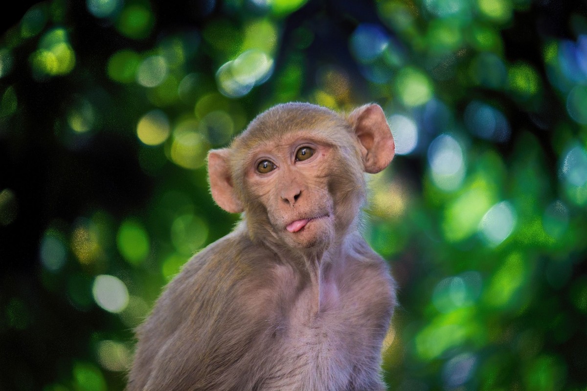 Un ejemplar de macaco Rhesus (imagen: Pixabay).