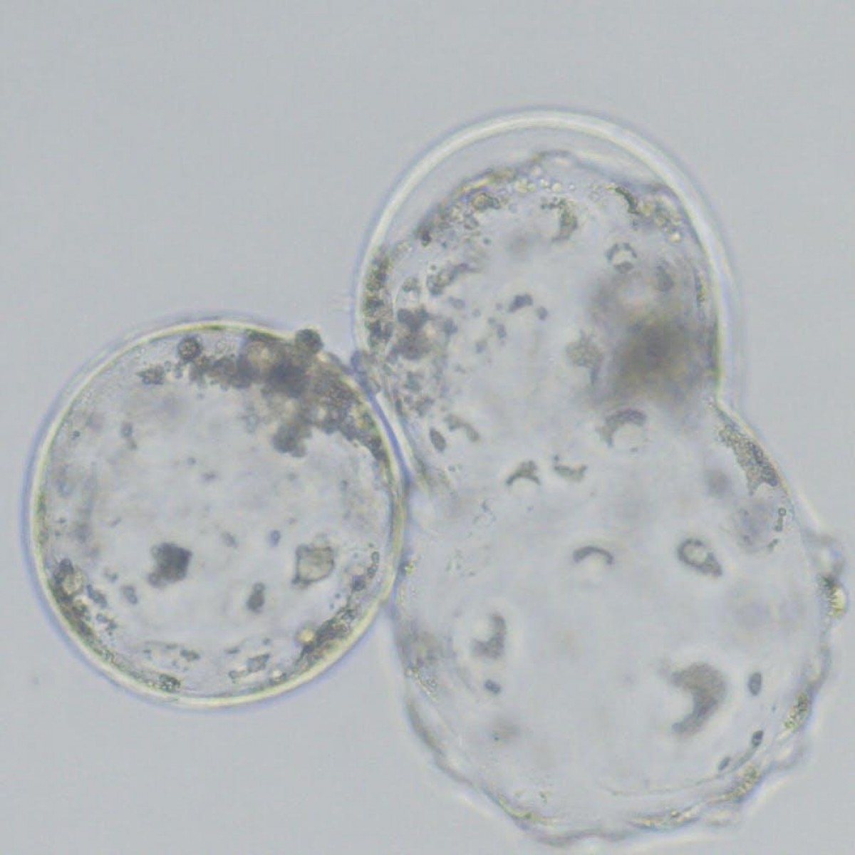 Imagen de embriones. (Imagen: Ana Josefa Soler)
