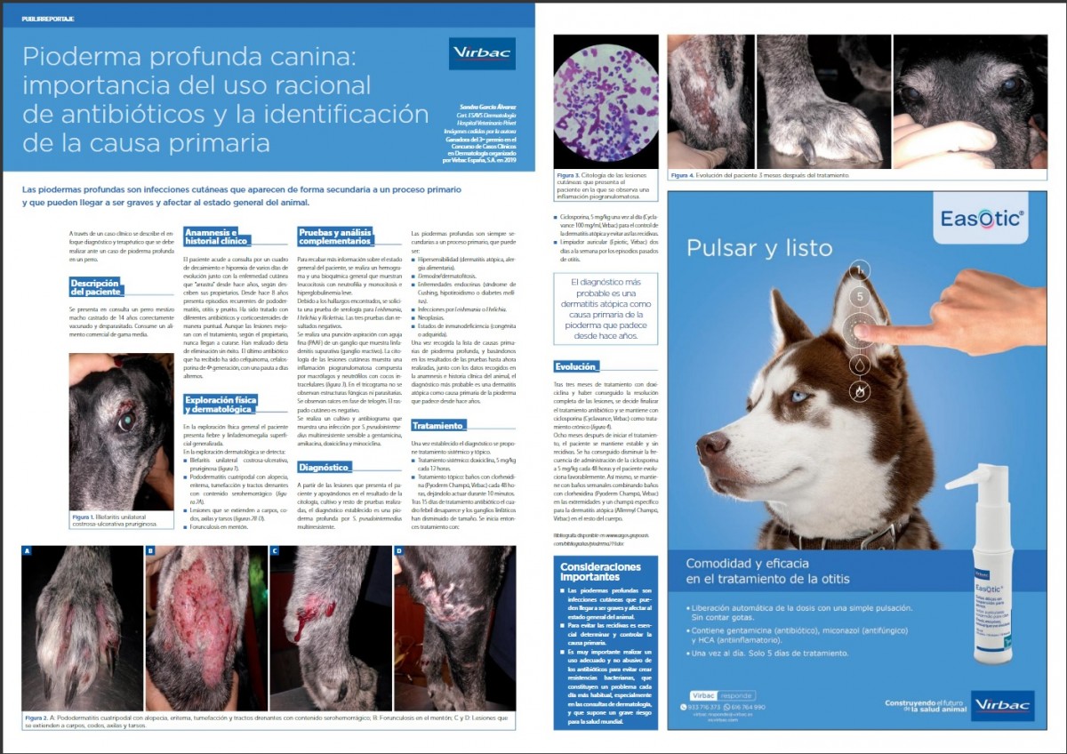 Pioderma canina: importancia del uso de antibióticos y la identificación de la causa primaria |