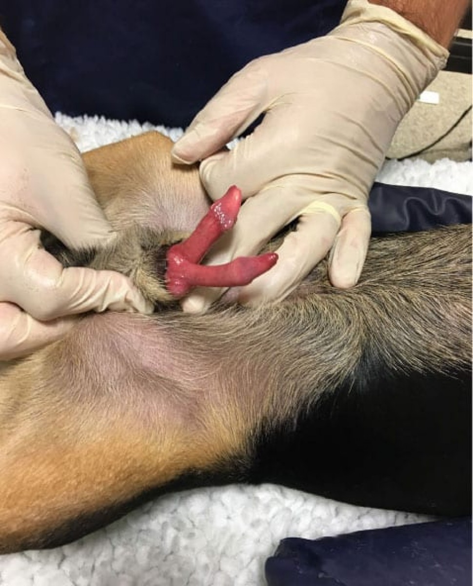 Operado con éxito el primer caso conocido completa unilateral del tracto urinario en perro | PortalVeterinaria