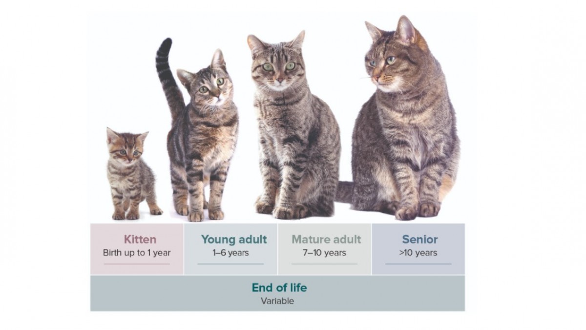 La AAHA y la AAFP actualizan su guía sobre las etapas de la vida de los gatos | PortalVeterinaria