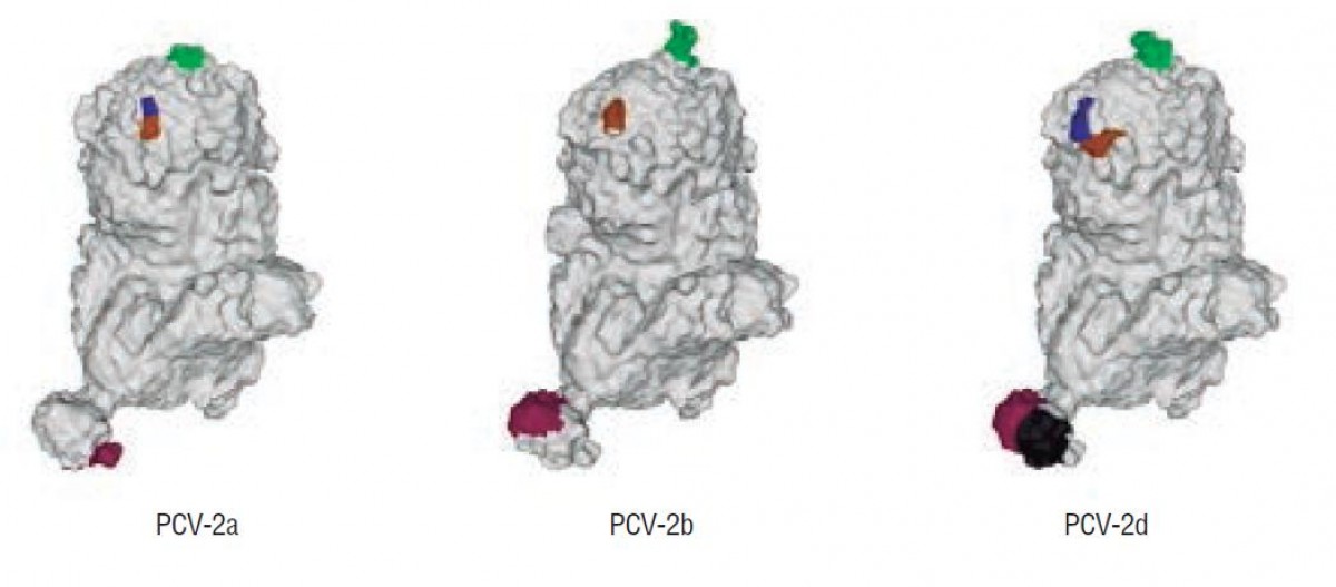 Figura 2. Imagen 3D de la proteína ORF2 presente en la cápside de los distintos genotipos de PCV-2 (modificado de Wei et al., 2019). Las zonas coloreadas indican las zonas de la ORF2 en las cuales se observan diferencias entre las cepas.