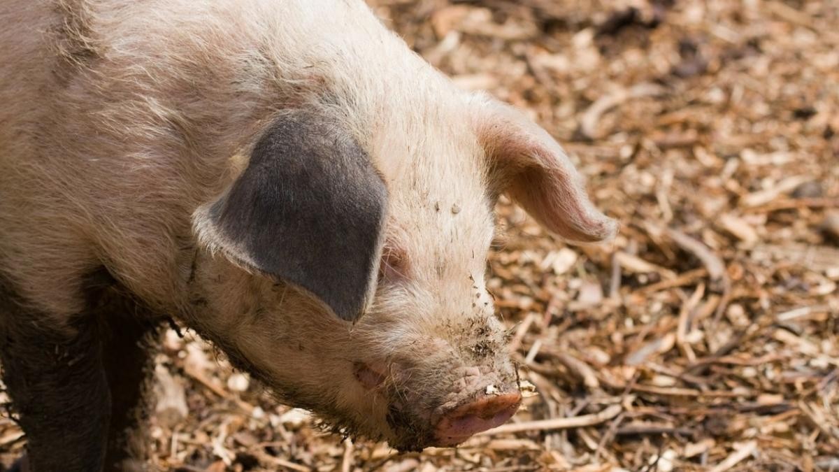 La OIE y la FAO refuerzan la colaboración para el control mundial de la  peste porcina africana | PortalVeterinaria