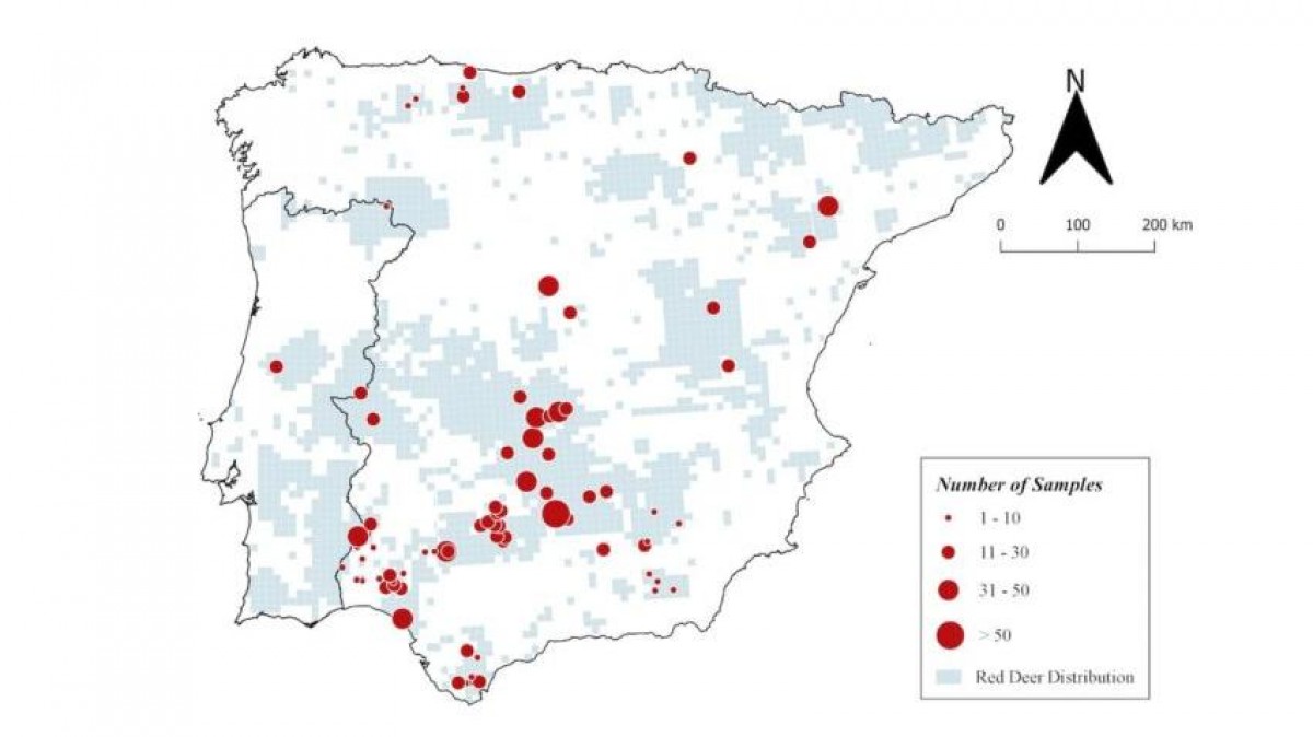 Localización espacial de las poblaciones de ciervo muestreadas (puntos rojos) y tamaño de la muestra local en relación con la distribución del ciervo (cuadrados sombreados en azul) en la península ibérica. (Imagen: IREC)