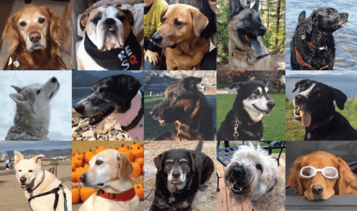 Algunos miembros del Proyecto Dog Aging. Fuente: Dof Aging Project.