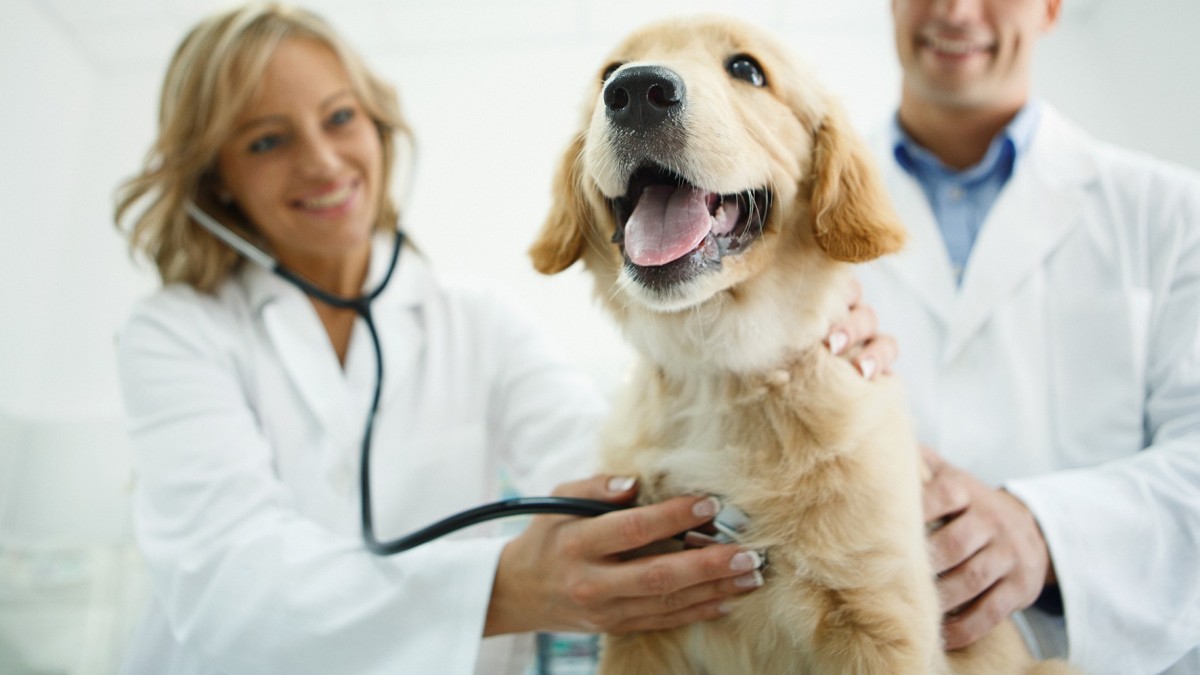 Fortalecimiento de los servicios veterinarios para hacer frente a los nuevos retos sanitarios.