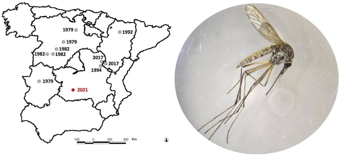 Mapa de distribución histórica de <em>Aedes refiki</em> en España, indicando zona y año de los registros, y un ejemplar capturado en Ciudad Real (imagen: Laia Casades/IREC).