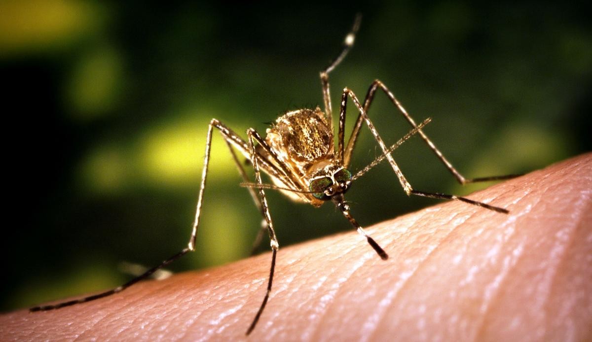 Los mosquitos del género Culex son los transmisores del virus del Nilo occidental. (Imagen: James Gathany, USCDCP Pixnio)