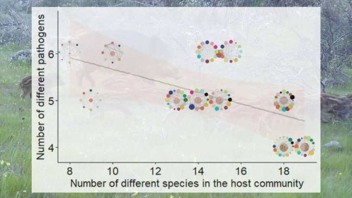 Relación negativa entre el número de especies animales en la comunidad hospedadora y el número de patógenos presentes en la misma.