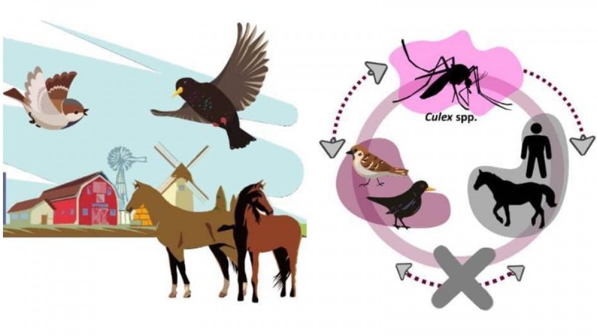 Representación esquemática del ciclo biológico del virus de la FNO, que es transmitido por mosquitos del género Culex y se mantiene circulando entre aves y mosquitos, desde los que puede llegar a infectar a los caballos y las personas, en los que puede generar enfermedad grave. (Fuente: IREC)