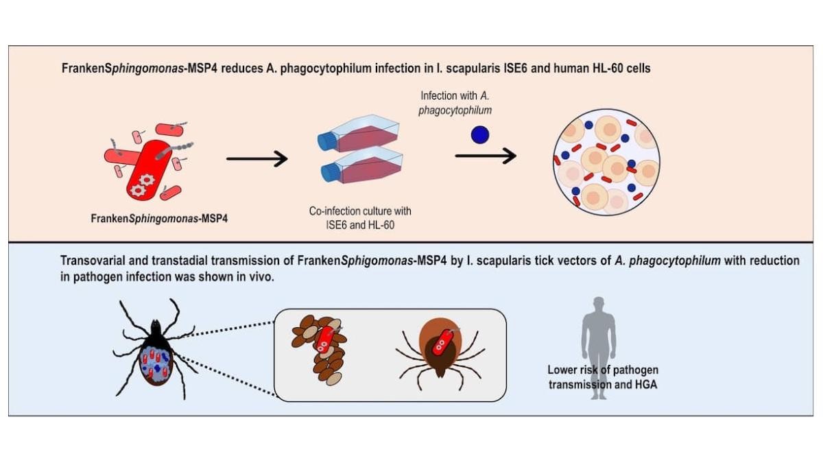 La coinfección de FrankenSphingomonas-MSP4 y A. phagocytophilum en células de garrapata o humanas y roedores reduce la infección del patógeno in vitro e in vivo. (Imagen: IREC)