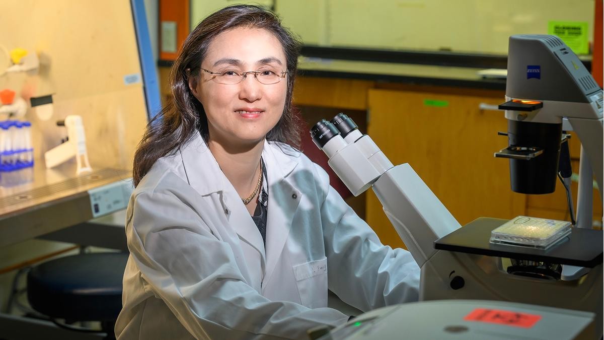 La profesora Ying Fang y sus colegas han desarrollado una prueba fiable de coronavirus que se puede usar para detectar y monitorizar la infección en animales salvajes y domésticos. (Imagen: Universidad de Illinois - Fred Zwicky)