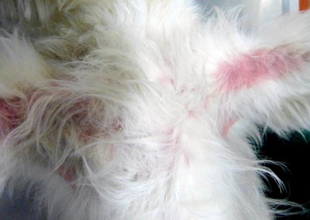 el tratamiento de dermatitis atópica canina |