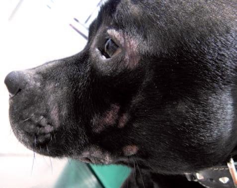 para el tratamiento de la atópica canina | PortalVeterinaria