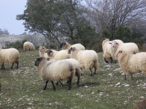Las explotaciones de ovino de leche de raza Latxa están situadas en la zona norte de Navarra, principalmente en la comarca agraria noroccidental. 