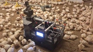 El robot ofrece una distracción a las aves que aumenta la uniformidad de la manada, pues permite a las de menor tamaño comer y beber tranquilas (Imagen: Royal Veterinary College)