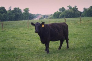 Vaca de raza Angus (Imagen: Bill Tarpenning, USDA).