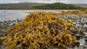Las algas marinas del Reino Unido e Irlanda pueden reducir significativamente las emisiones de gases de efecto invernadero y proporcionar beneficios adicionales para la salud cuando se usan como suplemento para animales de granja. (Imagen: Wolfgang Hasselmann)
