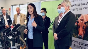 Las autoridades neozelandesas anuncian oficialmente la erradicación de Mycoplasma bovis de las explotaciones de vacuno del país, la semana pasada.