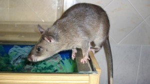 La rata de Gambia es un mamífero susceptible al virus de la viruela del mono.