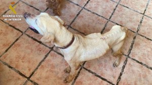 Imagen del perro con síntomas de maltrato encontrado en Gran Canaria. (Imagen: Guardia Civil)